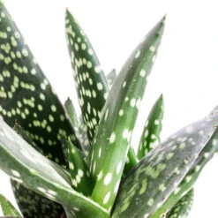Aloe Vera Paradisicum - Jurassic Dino 13 Aloe Vera Paradisicum - Jurassic Dino -Plant Promotion Store Aloe Vera Paradisicum Jurassic Dino SWATCH