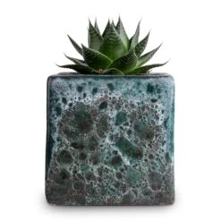 Aloe Aristata Cosmo 18 Aloe Aristata Cosmo -Plant Promotion Store Aloe aristata Cosmo 10.5x17cm Lava Cube Relic Planter Jade 16x16x16cm