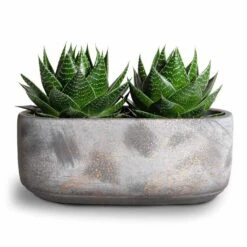 Aloe Aristata Cosmo 17 Aloe Aristata Cosmo -Plant Promotion Store Aloe aristata Cosmo 11x17cm Saar Oval Plant Bowl Earth Cement 26x13x11cm 2 50f5b65a 0bd0 45db 9d27 f937ec76664b