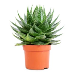 Aloe Aristata Cosmo 14 Aloe Aristata Cosmo -Plant Promotion Store Aloe aristata Cosmo 13x22cm