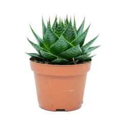 Aloe Aristata Cosmo 16 Aloe Aristata Cosmo -Plant Promotion Store Aloe aristata Cosmo