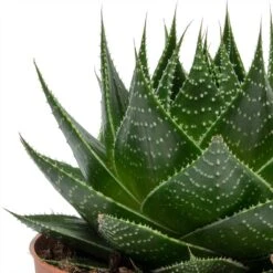 Aloe Aristata Cosmo 15 Aloe Aristata Cosmo -Plant Promotion Store Aloe aristata Cosmo Leaves