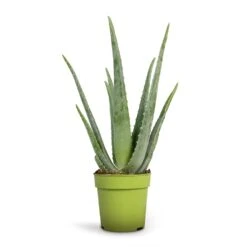 Aloe Vera 28 Aloe Vera -Plant Promotion Store Aloe vera 12x35cm