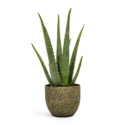 Aloe Vera 37 Aloe Vera -Plant Promotion Store Aloe vera 12x35cm Rinca Plant Pot Shiny Green 15x13cm