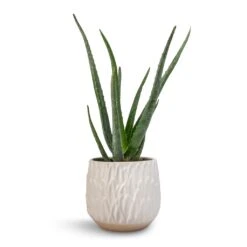 Arles Leaf Plant Pot - White 9 Arles Leaf Plant Pot - White -Plant Promotion Store Aloe vera 12x40cm Arles Leaf Plant Pot White 17x17cm