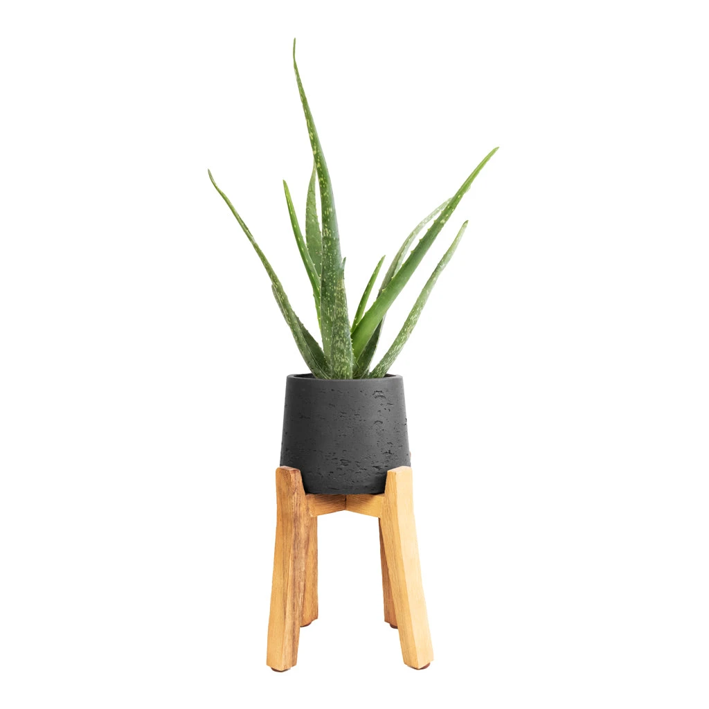 Patt Plant Pot - Tall Stand - Black Washed 9 Patt Plant Pot - Tall Stand - Black Washed - Image 7