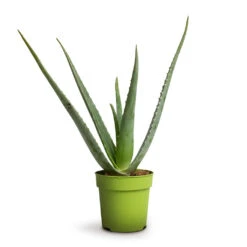 Aloe Vera 25 Aloe Vera -Plant Promotion Store Aloe vera 12x40cm 039499a8 986e 4a9b bff6 24faae8bf7ee