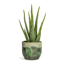 Aloe Vera 30 Aloe Vera -Plant Promotion Store Aloe vera 15x45cm Moon Plant Pot Jungle 19x16cm a2fafaff 37af 44fb 924a 2f5bd5020ffd