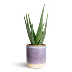 Aloe Vera 29 Aloe Vera -Plant Promotion Store Aloe vera 15x50cm Copenhagen Plant Pot Blue 18.5x19.5cm 2337ba21 7965 4bf1 8ce5 5b3276fc3250