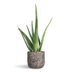 Maxim Plant Pot - Shiny Earth -Plant Promotion Store Aloe vera 15x50cm Maxim Plant Pot Shiny Earth 20x17cm