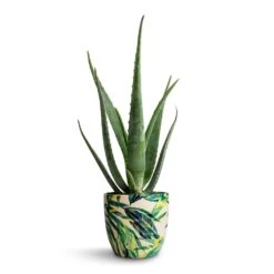 Monza Plant Pot - Botanical Fern -Plant Promotion Store Aloe vera 15x50cm Monza Plant Pot Botanical Fern 17x17cm