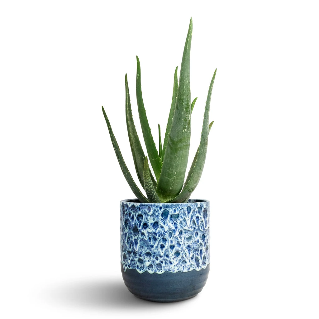 Aloe Vera 4 Aloe Vera - Image 2