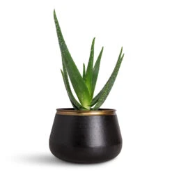 Sahara Plant Pot - Slate 20 Sahara Plant Pot - Slate -Plant Promotion Store Aloe vera 15x50cm Sahara Pot Slate 24x16.5cm 1