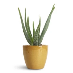 Sven Plant Pot - Mustard 16 Sven Plant Pot - Mustard -Plant Promotion Store Aloe vera 15x50cm Sven Pot Mustard 16x13cm