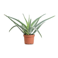 Aloe Vera 35 Aloe Vera -Plant Promotion Store Aloe vera 19x55cm