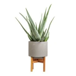Aloe Vera 33 Aloe Vera -Plant Promotion Store Aloe vera 19x55cm Vigo Plant Pot with Wooden Stand Concrete Grey 22x30.5cm 6b7ea2e3 3e5a 43fa 84e1 d5363b5354f9