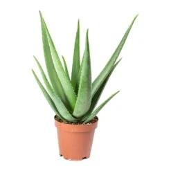 Aloe Vera 34 Aloe Vera -Plant Promotion Store Aloe vera 19x60cm