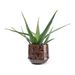 Aloe Vera 39 Aloe Vera -Plant Promotion Store Aloe vera 21x60cm Noud Plant Pot Marrakesh 26x22cm
