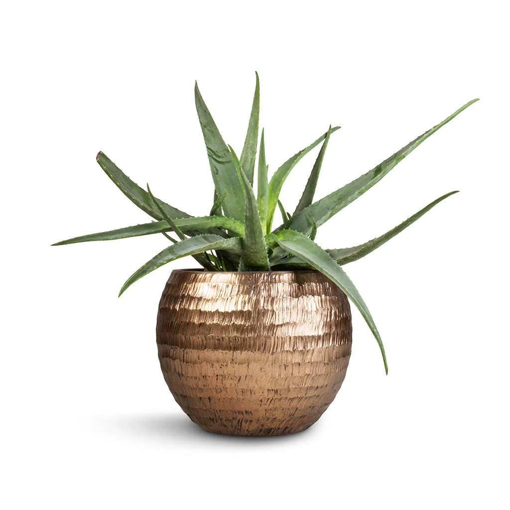 Opus Hammered Globe Planter - Gold 4 Opus Hammered Globe Planter - Gold - Image 2