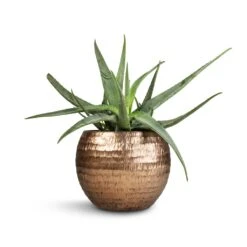 Aloe Vera 36 Aloe Vera -Plant Promotion Store Aloe vera 21x60cm Opus Hammered Globe Planter Gold 40x32cm 49b50c0f 610d 4ae7 a308 0bfde6d2495e