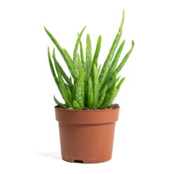 Aloe Vera Clumb 11 Aloe Vera Clumb -Plant Promotion Store Aloe vera Clumb 12cm