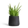Aloe Vera Clumb 2 Aloe Vera Clumb -Plant Promotion Store Aloe vera Clumb 12x30cm Patt Plant Pot Black Washed 17x14cm