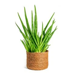 Aloe Vera Clumb 13 Aloe Vera Clumb -Plant Promotion Store Aloe vera Clumb Stef Plant Baskets Set of 5 Camel