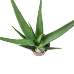 Aloe Vera 38 Aloe Vera -Plant Promotion Store Aloe vera Leaves