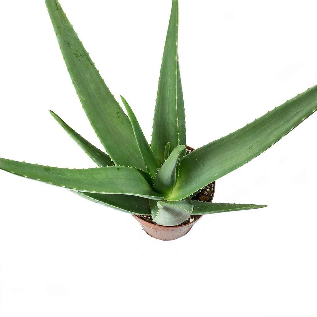 Aloe Vera 19 Aloe Vera - Image 17