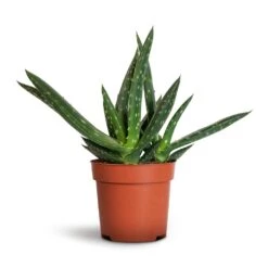 Aloe Vera Paradisicum - Jurassic Dino 17 Aloe Vera Paradisicum - Jurassic Dino -Plant Promotion Store Aloe vera Paradisicum 10.5x20cm 1