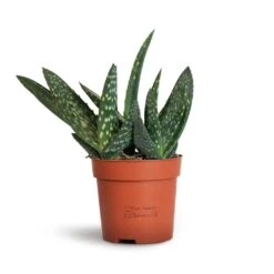 Aloe Vera Paradisicum - Jurassic Dino 18 Aloe Vera Paradisicum - Jurassic Dino -Plant Promotion Store Aloe vera Paradisicum 10.5x20cm 2