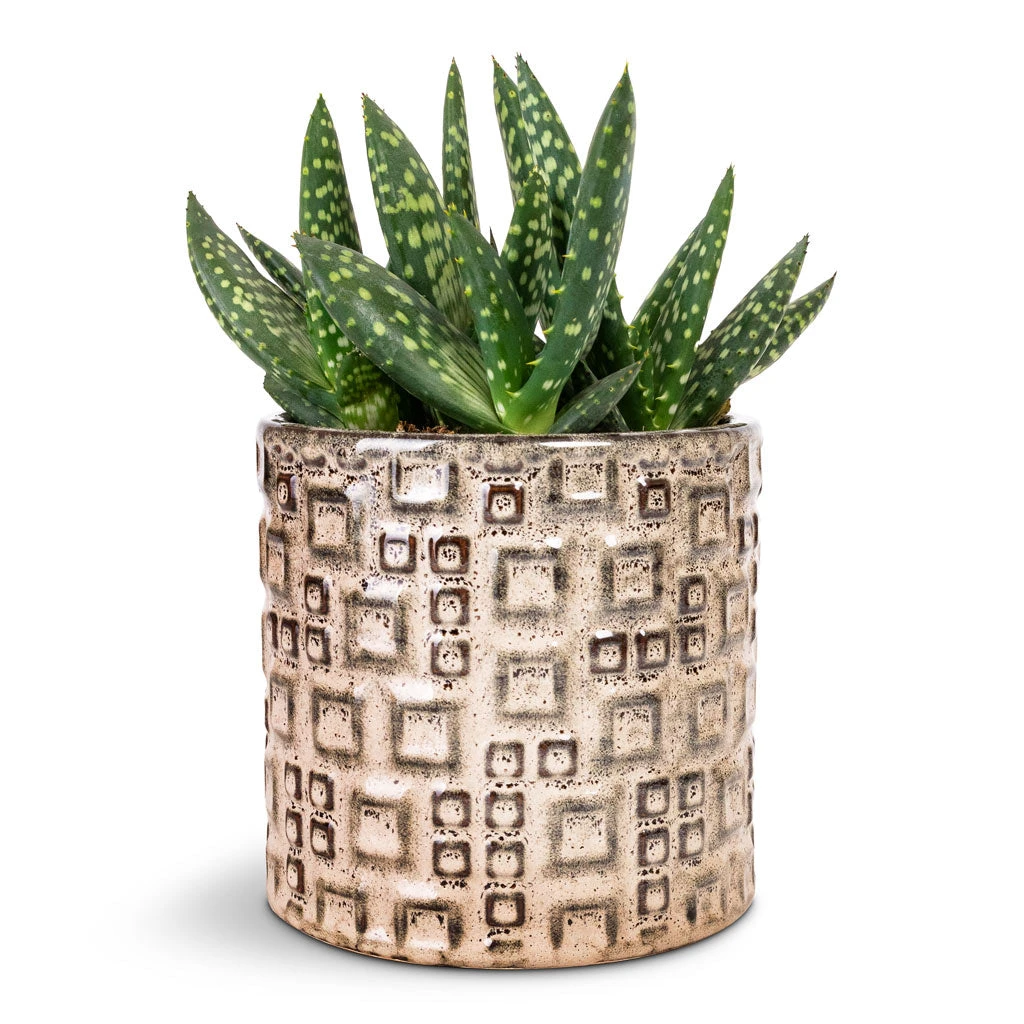 Fiene Plant Pot - Grey 7 Fiene Plant Pot - Grey - Image 5