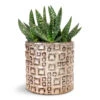 Aloe Vera Paradisicum - Jurassic Dino -Plant Promotion Store Aloe vera Paradisicum Jurassic Dino 10.5x20cm Fiene Plant Pot Grey 14x14cm