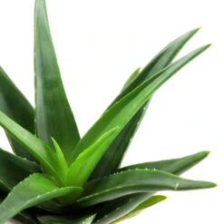 Aloe Vera 24 Aloe Vera -Plant Promotion Store Aloevera 1