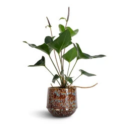 Anthurium Arrow 14 Anthurium Arrow -Plant Promotion Store Anthurium Arrow 14x50cm Noud Plant Pot Marrakesh 17x15cm