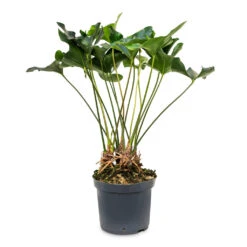Anthurium Arrow 18 Anthurium Arrow -Plant Promotion Store Anthurium Arrow 30x90cm
