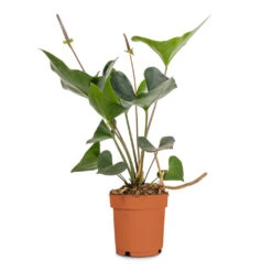 Anthurium Arrow 17 Anthurium Arrow -Plant Promotion Store Anthurium Arrow Flamingo Flower 14x50cm