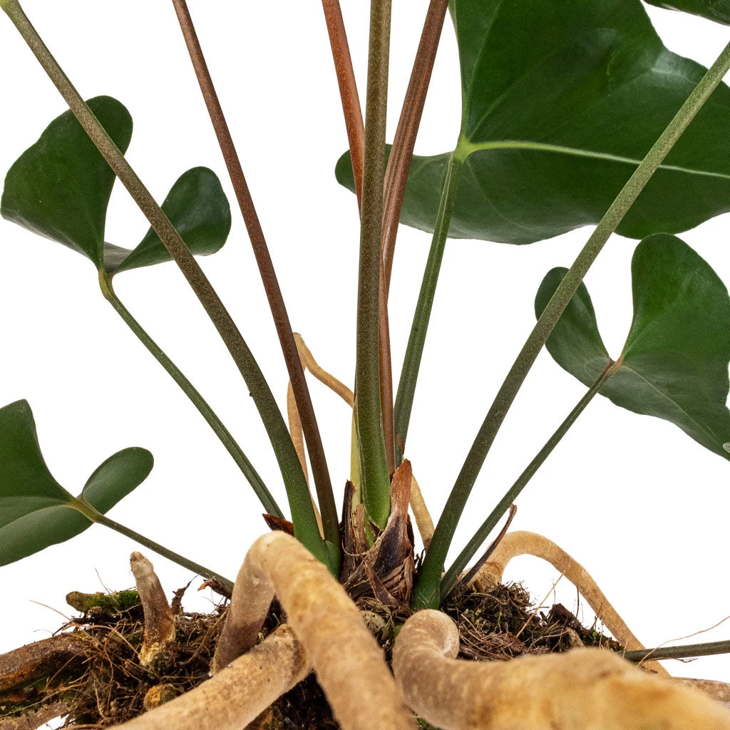 Anthurium Arrow 10 Anthurium Arrow - Image 8