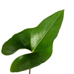 Anthurium Arrow 15 Anthurium Arrow -Plant Promotion Store Anthurium Arrow Flamingo Flower SWATCH 4