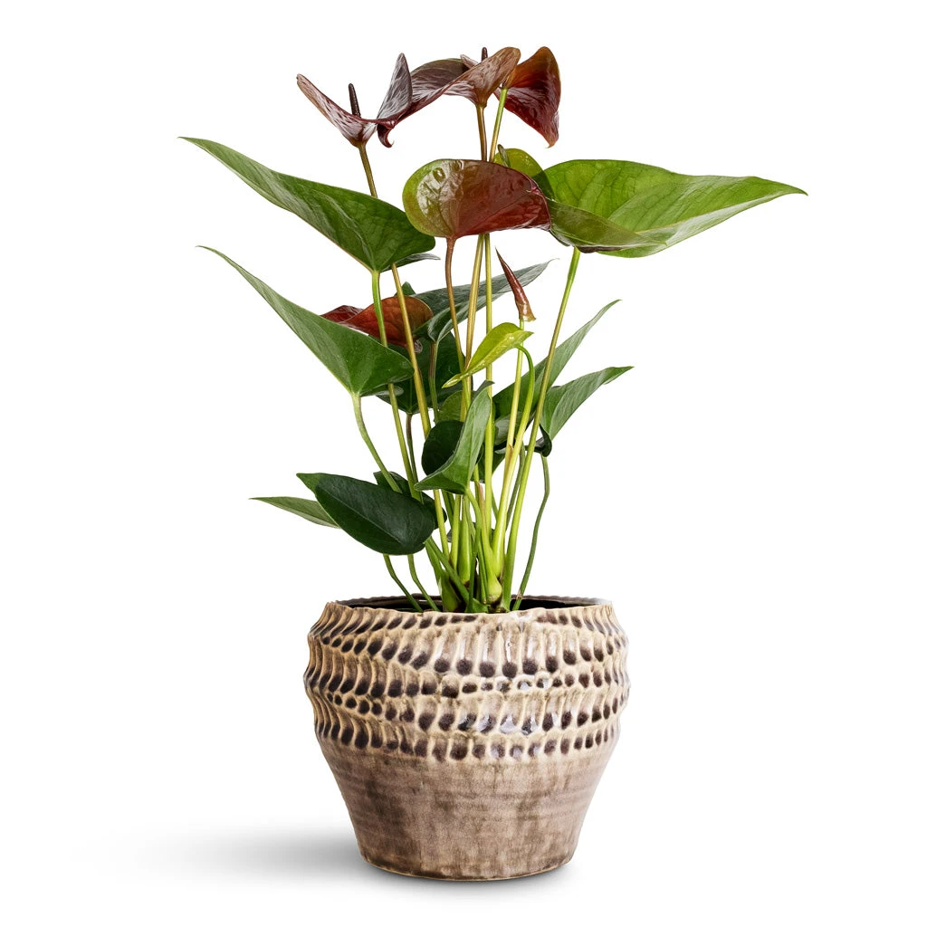 Anthurium - Flamingo Flower - Black Love 3 Anthurium - Flamingo Flower - Black Love
