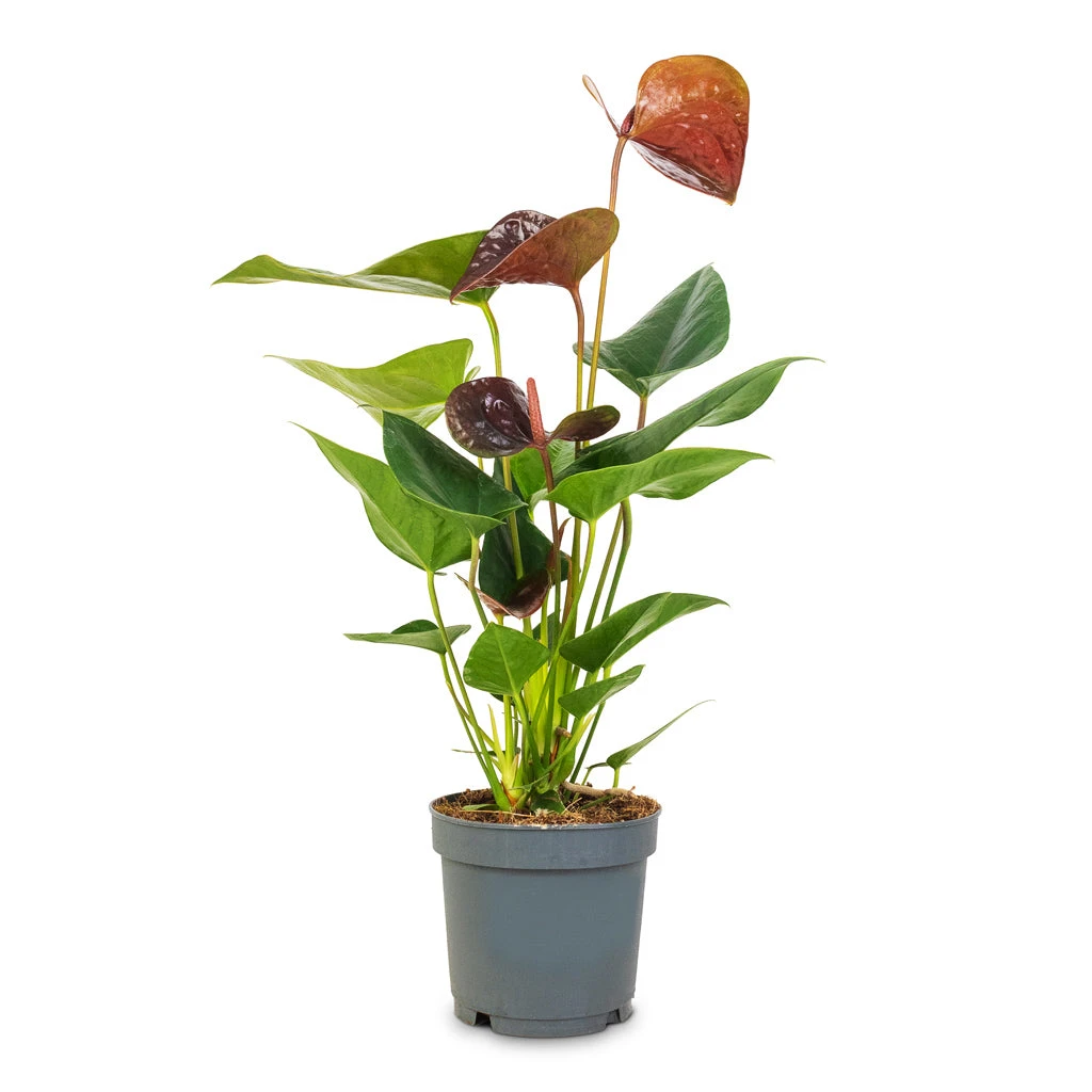 Anthurium - Flamingo Flower - Black Love 4 Anthurium - Flamingo Flower - Black Love - Image 2