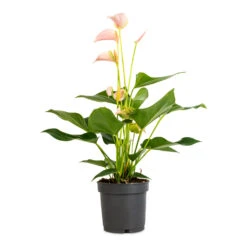 Anthurium - Flamingo Flower - Joli Peach 15 Anthurium - Flamingo Flower - Joli Peach -Plant Promotion Store Anthurium Flamingo Flower Joli Peach 12x40cm