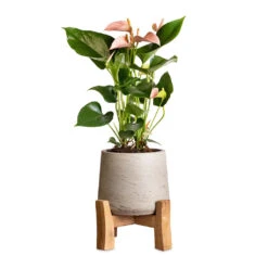 Anthurium - Flamingo Flower - Joli Peach 17 Anthurium - Flamingo Flower - Joli Peach -Plant Promotion Store Anthurium Flamingo Flower Joli Peach 12x40cm Patt Plant Pot Low Stand Grey Washed 20x21cm 2