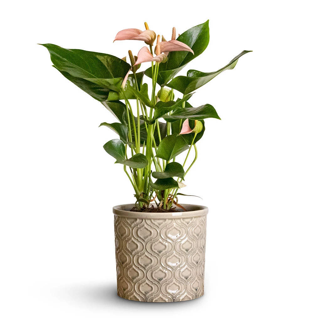 Venetian Plant Pot - Grey 10 Venetian Plant Pot - Grey - Image 8