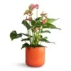 Anthurium - Flamingo Flower - Joli Peach 1 Anthurium - Flamingo Flower - Joli Peach -Plant Promotion Store Anthurium Flamingo Flower Joli Peach 12x40cmLisbon Plant Pot Coral 13x13cm