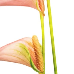 Anthurium - Flamingo Flower - Joli Peach 16 Anthurium - Flamingo Flower - Joli Peach -Plant Promotion Store Anthurium Flamingo Flower Joli Peach SWATCH 2