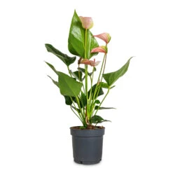 Anthurium - Flamingo Flower - Joli Pulse 14 Anthurium - Flamingo Flower - Joli Pulse -Plant Promotion Store Anthurium Flamingo Flower Joli Pulse 12x40cm 2