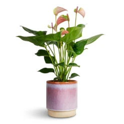 Anthurium - Flamingo Flower - Joli Pulse
