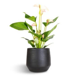 Anthurium - Flamingo Flower - Joli Pulse 19 Anthurium - Flamingo Flower - Joli Pulse -Plant Promotion Store Anthurium Flamingo Flower Joli Pulse 12x40cm Norell Plant Pot Black 18x16cm