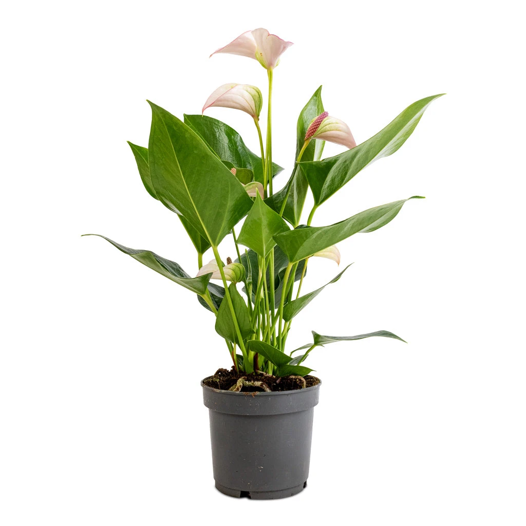 Anthurium - Flamingo Flower - Joli Pulse 7 Anthurium - Flamingo Flower - Joli Pulse - Image 5